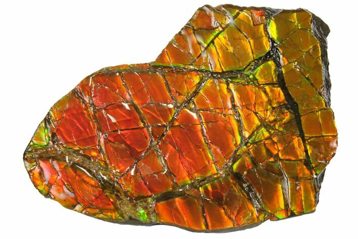 Iridescent Ammolite (Fossil Ammonite Shell) - Alberta, Canada #147465